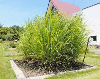 猛暑でもたくましく　各務原・内藤記念くすり博物館の薬用植物園