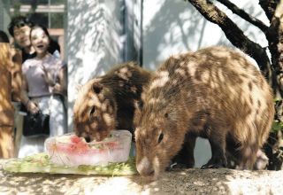 カピバラ2頭に名前をつけてね　アクア・トトぎふ