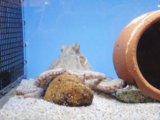日展会友　之乎路窯　向瀬孝之　陶芸　鶏　鳥　置物　酉　石川県美術文化協会会員 向瀬 孝之(1956～2022年) 石川県宝達志水町 陶芸家：北陸中日新聞Web