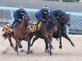 3頭併せのウンブライル、久々も仕上がり上々「最後まで集中して走れれば」【東京新聞杯追い切り】