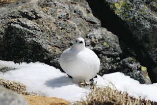 人工飼育後に野生復帰、ライチョウの越冬を初確認　中央アルプスに昨秋放鳥