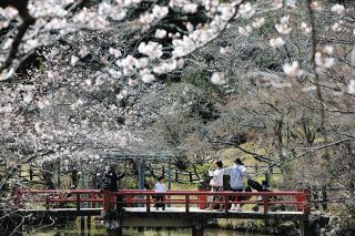 春らんまん、桜に笑顔　津偕楽公園でまつり