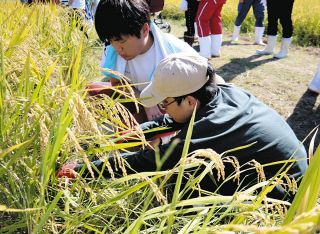 協力し合って稲刈り　津で県盲学校の子と久居農林高生