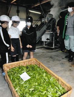 みんなで茶摘み楽しいね　中津川・阿木小児童が体験