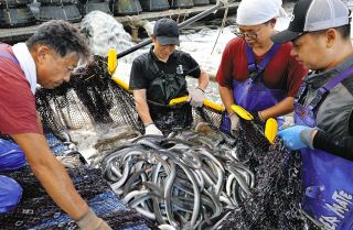 メスウナギの身に厚み、脂ののりもグッド　土用の丑を前に愛知県高浜市の「ヤマヤ養魚」で出荷始まる