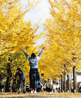 黄金に色づく遊歩道　各務原・学びの森のイチョウ並木