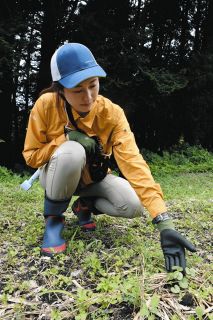 ギフチョウ、休耕地で舞え　大野・大里研究所が里山の再生目指す