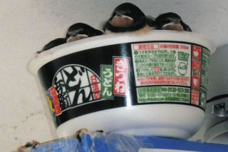 温かい心が注がれ…カップ麺容器でツバメ巣作り　岐阜県高山市のコンビニ巣立ちの時