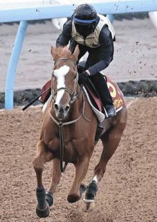 中央競馬】今村聖奈が17戦目で初勝利 阪神8R、5番人気ブラビオで直線