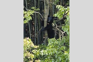 MIKAWA人もよう＞50年前にモナリザを公認模写した画家 斎藤吾朗さん