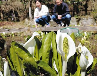 ミズバショウが見ごろ　松阪・波瀬植物園
