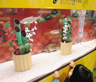 魚なのに、なぜ「馬魚」って呼ばれているの？　岐阜県各務原市「アクア・トトぎふ」で展示