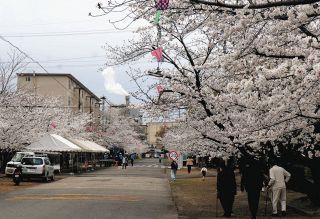 知る人ぞ知る桜の名所　春日井市・王子製紙の社宅敷地に200本、桜まつりが今春から完全復活へ