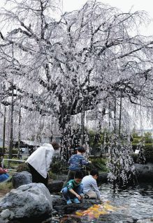 桜をめでて心穏やかな春分の日