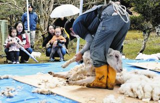 ああさっぱり 暑さ乗り切れそう　土岐で夏前にヒツジ毛刈り