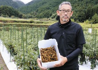 特産トウガラシ「虎の尾」を粉末で売り込み　尾鷲市協力隊・大野さんが商品化目指す