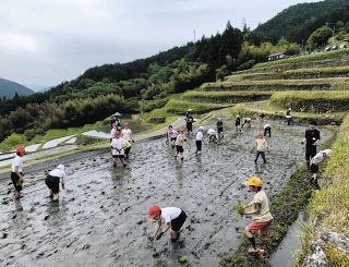 坂折棚田で泥んこになって田植え　恵那中野方小5、6年生20人が体験