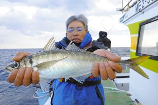 ç‰¹å¤§ãƒžã‚¢ã‚¸èºå‹•ã€€ä¸‰é‡çœŒé³¥ç¾½å¸‚ãƒ»å›½å´Žæ²–