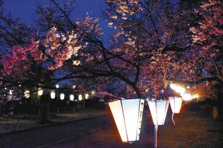 幻想的なぼんぼりの光　5日ごろまで、伊那公園で桜が見頃