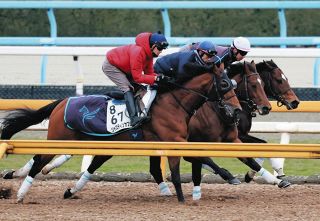 ジャスティンカフェ、3頭併せでハード追い　安田翔師「ちょっと負荷が足りていないので」【東京新聞杯追い切り】