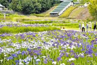 涼しげ、ハナショウブが見頃　土岐・織部の里公園に1万5000株
