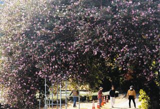 甘い香りに誘われて、樹齢150年ピンクのトンネル　三重・松阪、サザンカの大木が見頃に