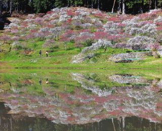＜県境のぎふと＞　串原・きねしだれ桃園