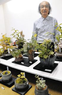陶芸作品の鉢に植物あしらう　八百津・水野さん、中津川で個展