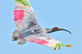 放鳥トキが奥能登到達　珠洲市で初確認、輪島市でも目撃情報