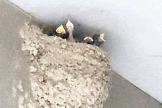 ツバメの巣を見守り20年、岐阜県各務原市の美容室に感謝状　「いろんな縁を生んでくれた」