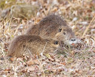 ヌートリアの親子？が生息　中津川・駒場エリアで住民が撮影