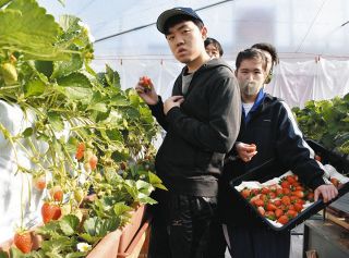 甘いイチゴで自信も育て　三重大付属特支校生、FTロゴで出荷