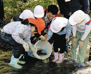 イワナの産卵床つくったよ　塩尻市・奈良井川で楢川小中学校生らが親魚を放流