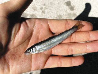 長良川のアユ、温暖化で海にいる期間短く　岐阜県水産研究所などが発表、小型化に影響？調査へ