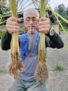 【田んぼ記者 挑戦記】（10）ヒエ少なく根は強く