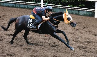 【菊花賞】コンジェスタスは栗東坂路で軽く流す　雨予報も高野師歓迎「パンパンの良馬場より、そういう勝負になる馬場の方が良いんじゃないかな」