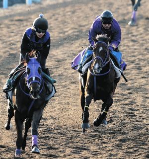 競馬 ミニゼッケン コントレイル デアリングタクト アーモンドアイ