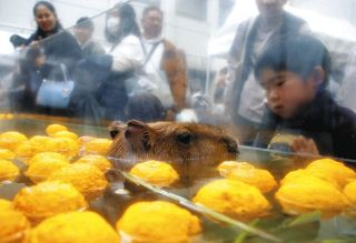 ユズ300個のお風呂で、カピバラたちがゆったりと　アクア・トトぎふ、冬至前にイベント