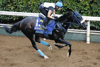 【菊花賞・枠順確定】神戸新聞杯3着のシートゥサミット7枠15番　吉岡師「スタートが速くないので内じゃない方が良かった」