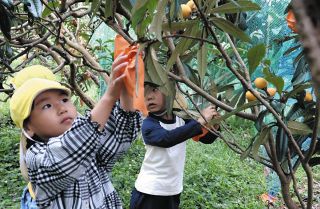 大きなビワねじったよ　南知多で園児が体験