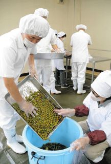 暑さに備え小梅漬け込み　松本の陸自駐屯地で若手隊員作業