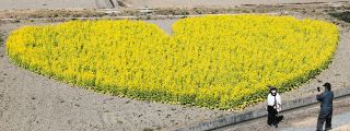 幸せ呼ぶハート形　津市内の休耕田で菜の花畑が見頃