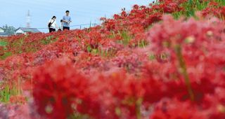 ごんぎつねに思いはせ　矢勝川堤防のヒガンバナ、今週末には見ごろに