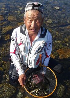 遡上湖産アユ追う　滋賀県高島市・安曇川
