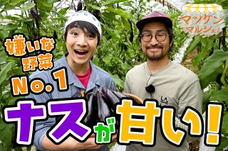 【動画】子どもが嫌いな野菜1位のナスが甘いんです！  マツケンマルシェ収穫編