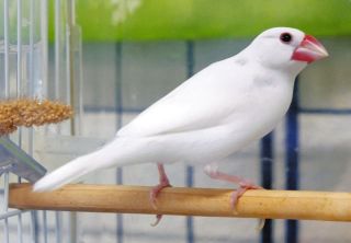 弥富文鳥のPRは私たちに任せて！　弥富市歴史民俗資料館に2羽が仲間入り
