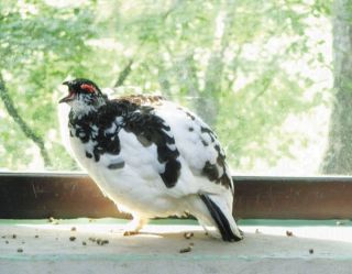 ライチョウ飼育、寄付して知ろう　大町の博物館がプロジェクト