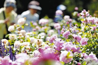 色とりどりのバラが咲き誇る　米原ローザンベリーに400種、1000株