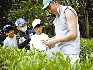 楽しく「一芯三葉」探し　中津川で阿木高生と児童が茶摘み