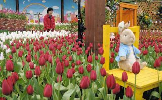 陽春へ、多彩なチューリップ　28日まで、安曇野の公園で満開